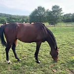 Bed & Breakfast Domaine Du Cheval D'argent Saiguede
