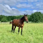 Bed & Breakfast Domaine Du Cheval D'argent Saiguede