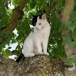 Bed & Breakfast Domaine Du Cheval D'argent 3*