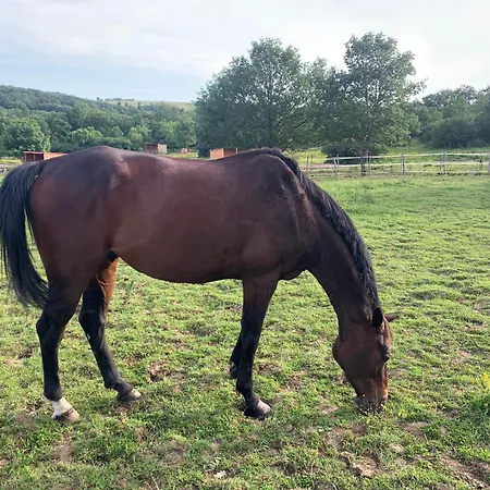 Panzió Domaine Du Cheval D'argent Saiguede