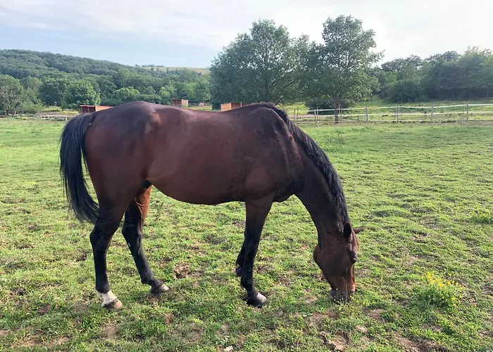 Bed & Breakfast Domaine Du Cheval D'argent Saiguede
