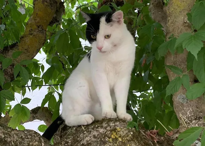 Bed and Breakfast Domaine Du Cheval D'argent 3*